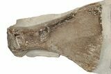 35.6" Fossil Plesiosaur Paddle - Asfla, Morocco - #201875-2